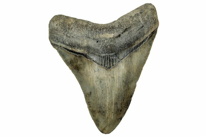 Fossil Megalodon Tooth - North Carolina #328824
